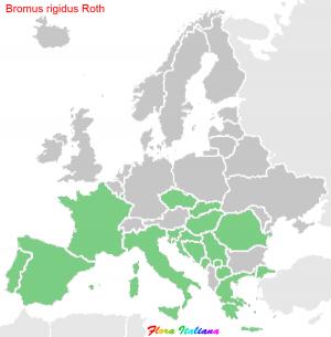 Bromus rigidus Roth